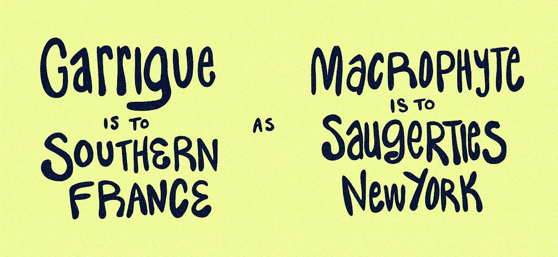 Handwritten text that reads "Garrigue is to southern France as macrophyte is to Saugerties New York."